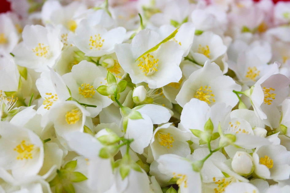 EUCALAN ジャスミンの香り - 天然殺菌作用の夜咲ジャスミン配合